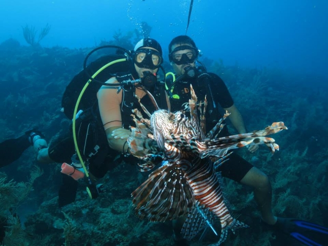 Fauna del Caribe